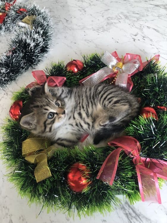 Персидский котенок — 2