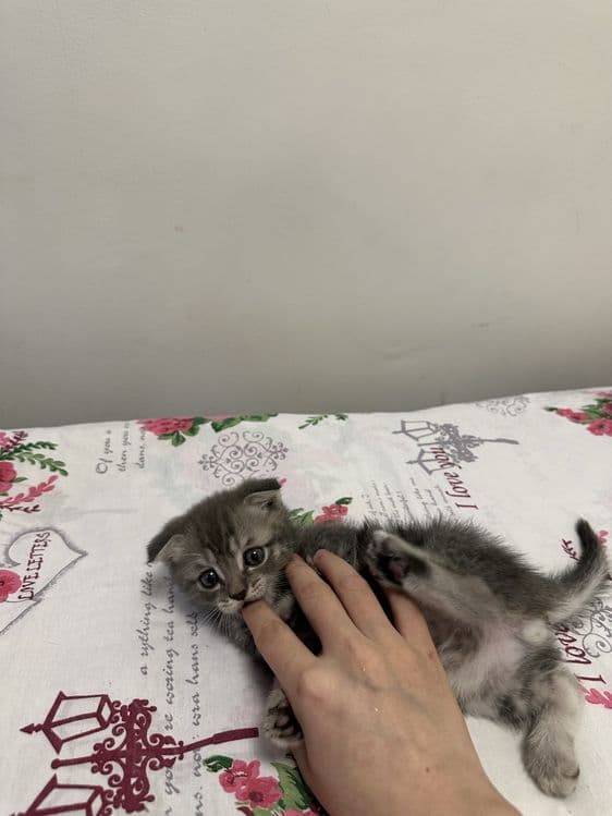 Продаёться кошка — 2