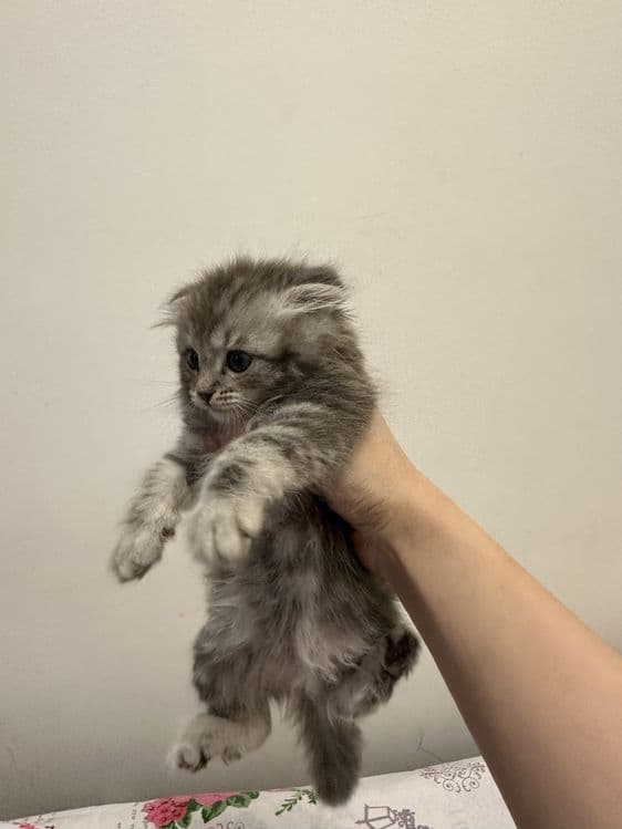 Продаёться кошка — 3