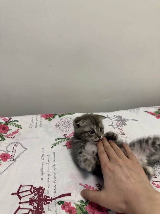 Продаёться кошка — 4