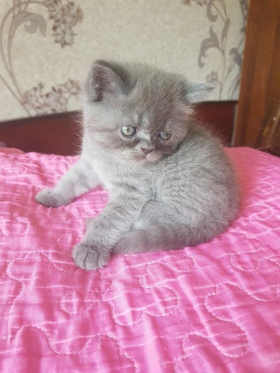 Продаются котята — 2