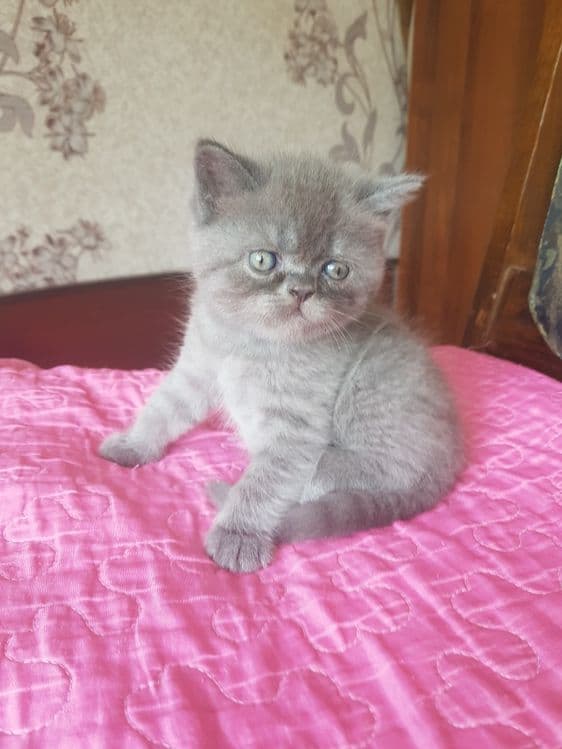 Продаются котята — 3