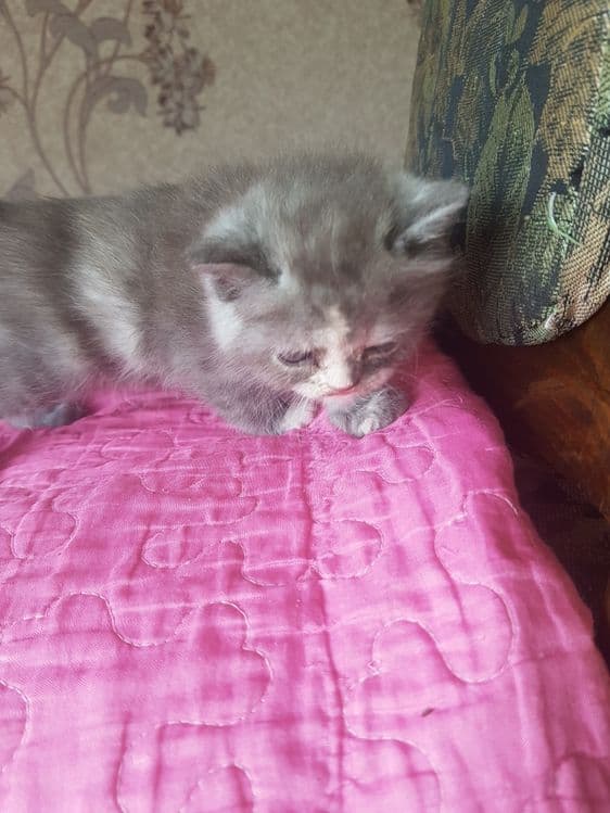 Продаются котята — 4