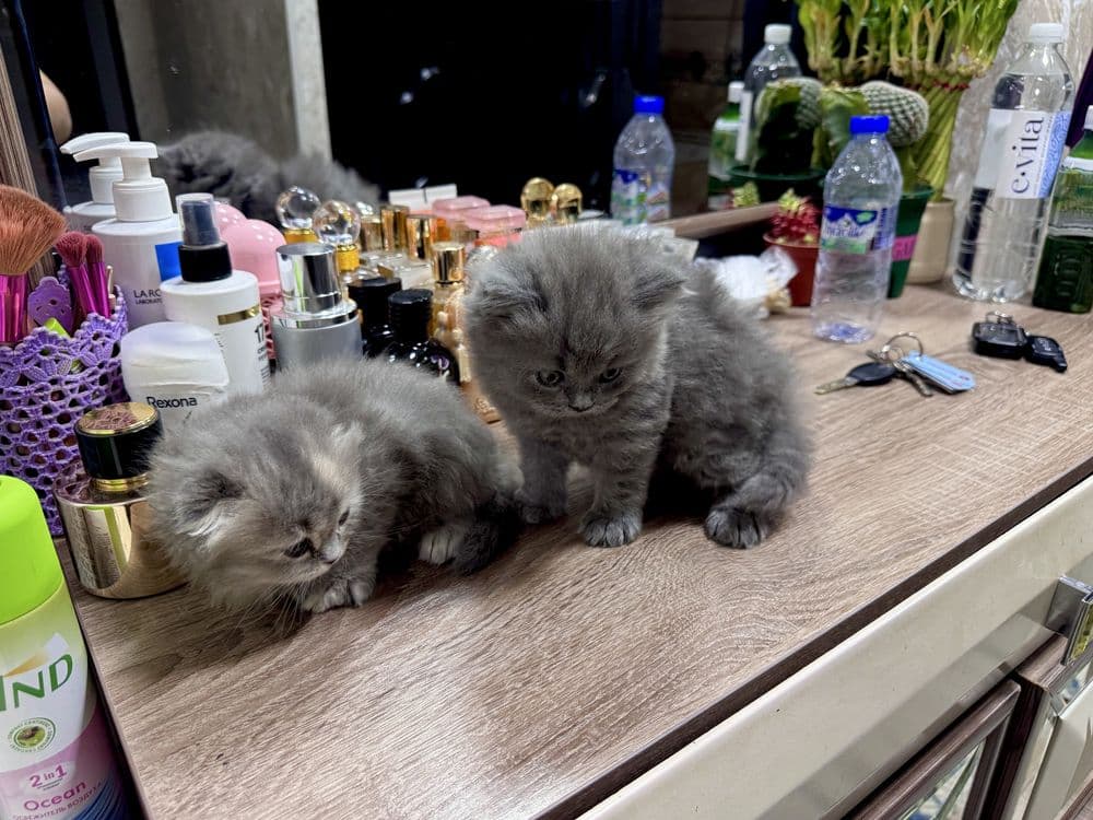 Скотиш фолд манчикин кощка — 3