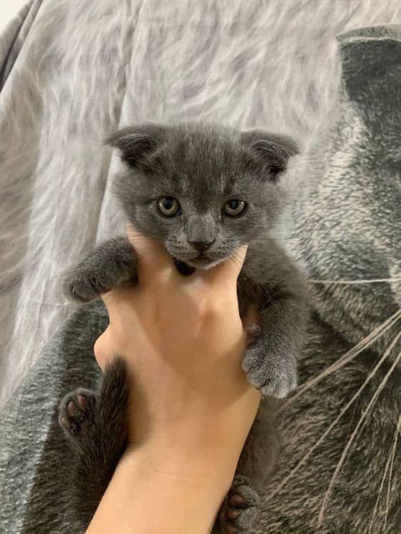 Продаются котята скоттиш фолд и скоттиш страйт — 1