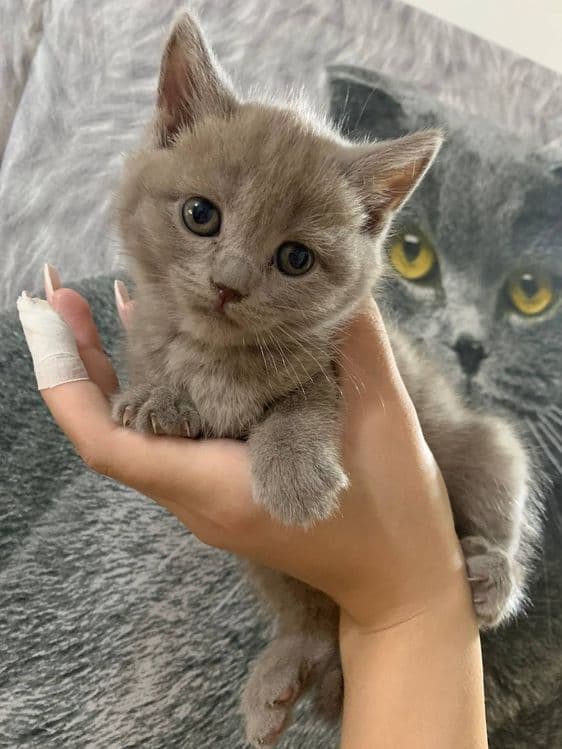 Продаются котята скоттиш фолд и скоттиш страйт — 2