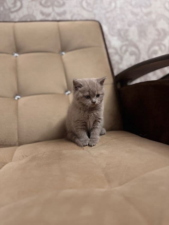 Срочно продается скоттиш страйт девочка — 3