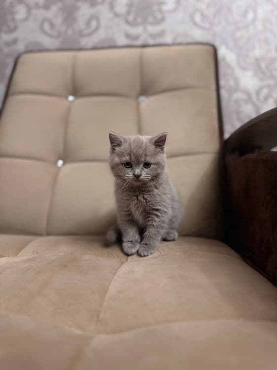 Срочно продается скоттиш страйт девочка — 4