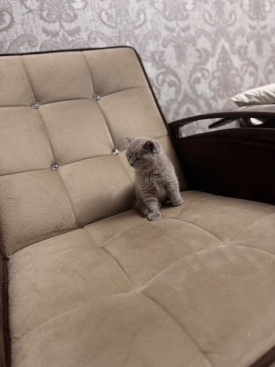 Срочно продается скоттиш страйт девочка — 5