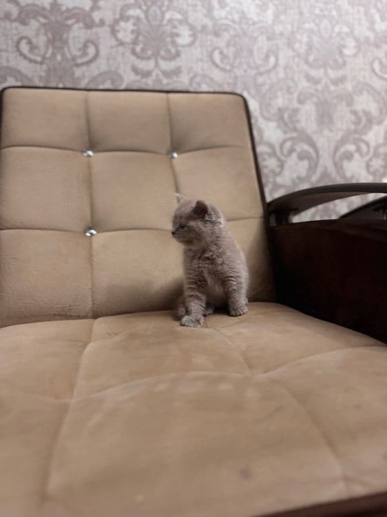 Срочно продается скоттиш страйт девочка — 6