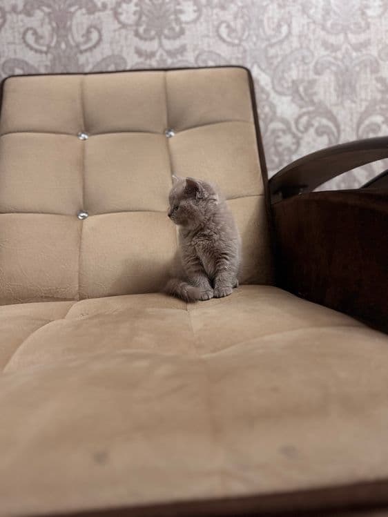 Срочно продается скоттиш страйт девочка — 7