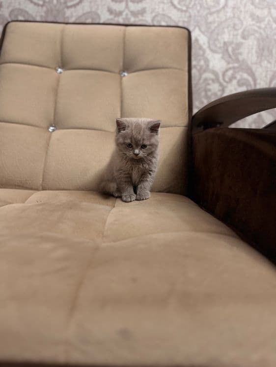 Срочно продается скоттиш страйт девочка — 8