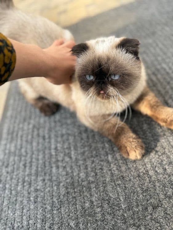 Продам своего кота — 2