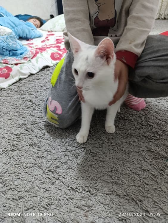 Продаются кот сфинкс и кошка,Джаспер 1 год,Муизза 8 месяцев — 2
