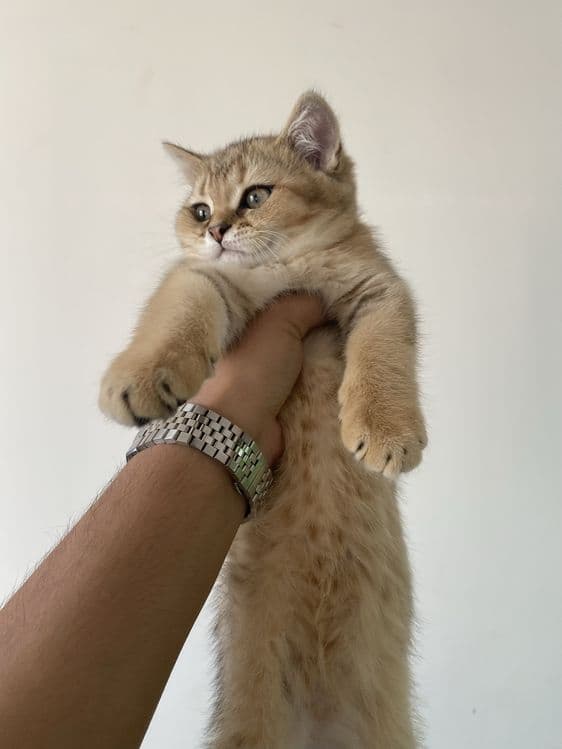 Бритиш шиншила сотилади — 4