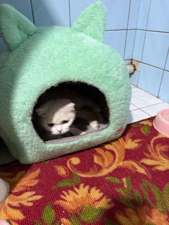 Продается кошечка и 5 котята ,  цена за  всех — 2