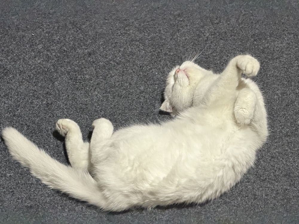 Продается кошечка и 5 котята ,  цена за  всех — 3