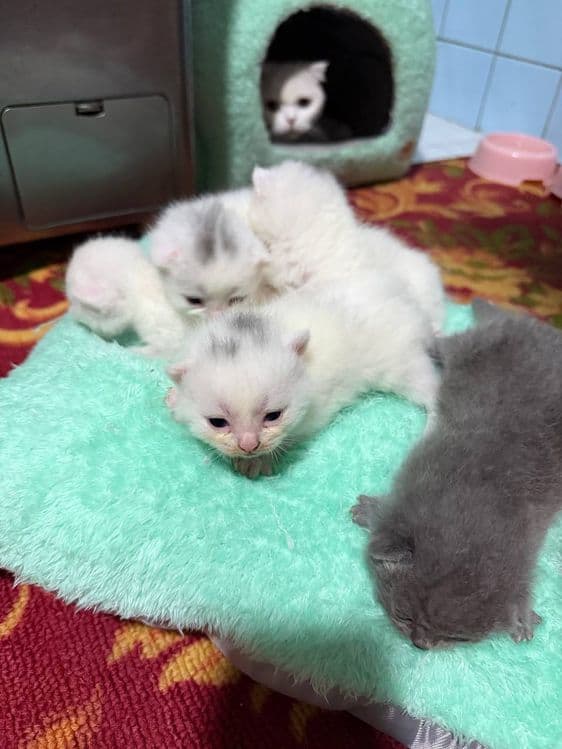 Продается кошечка и 5 котята ,  цена за  всех — 4