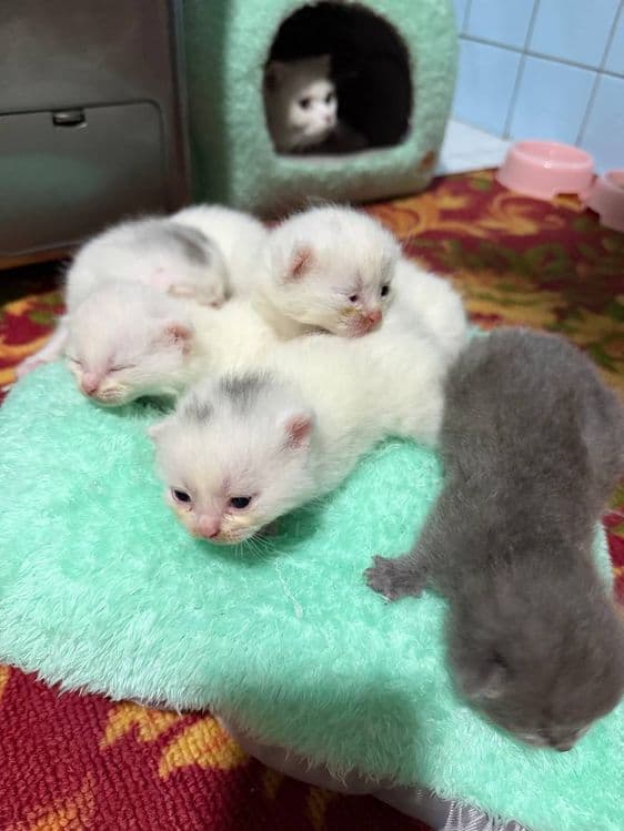 Продается кошечка и 5 котята ,  цена за  всех — 5