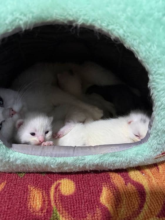 Продается кошечка и 5 котята ,  цена за  всех — 6