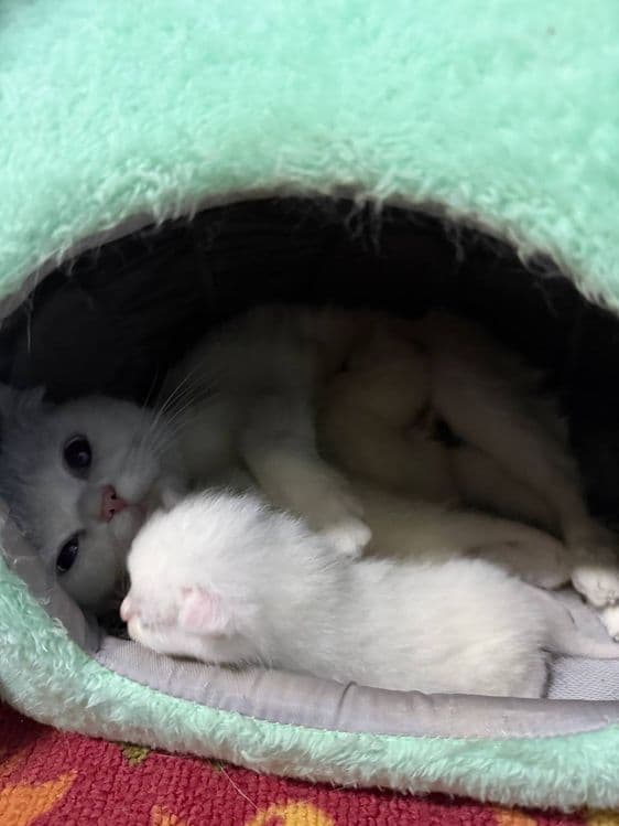 Продается кошечка и 5 котята ,  цена за  всех — 7