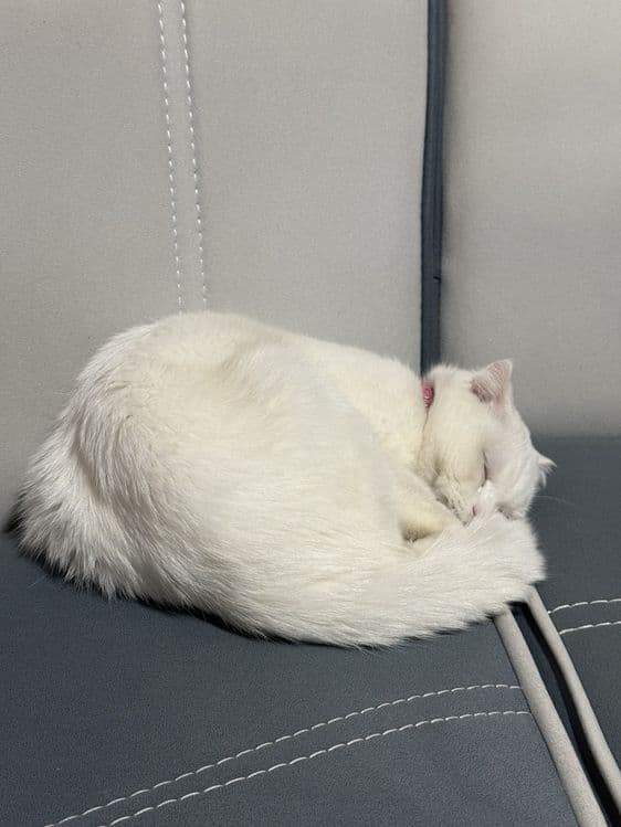 Продается кошечка и 5 котята ,  цена за  всех — 8