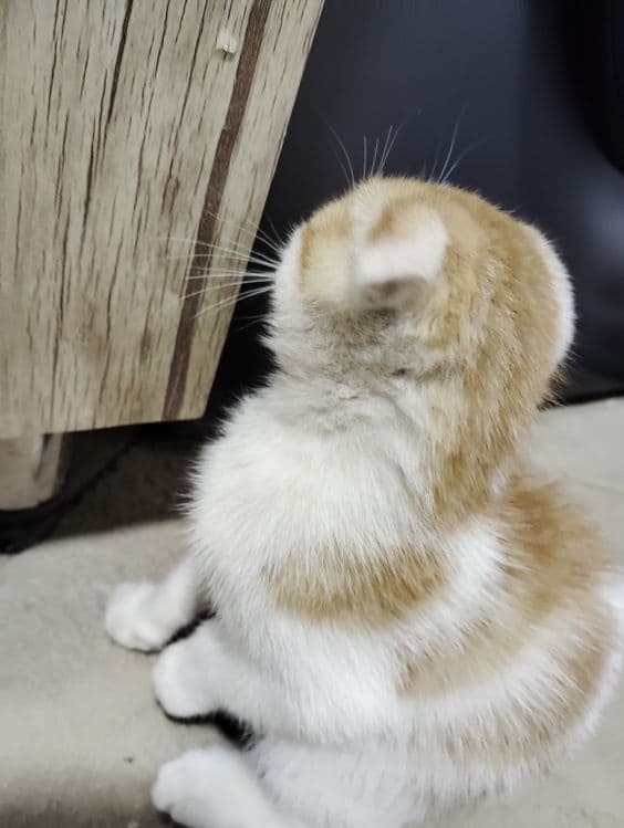 Zotli Scottish fold sotiladi — 1