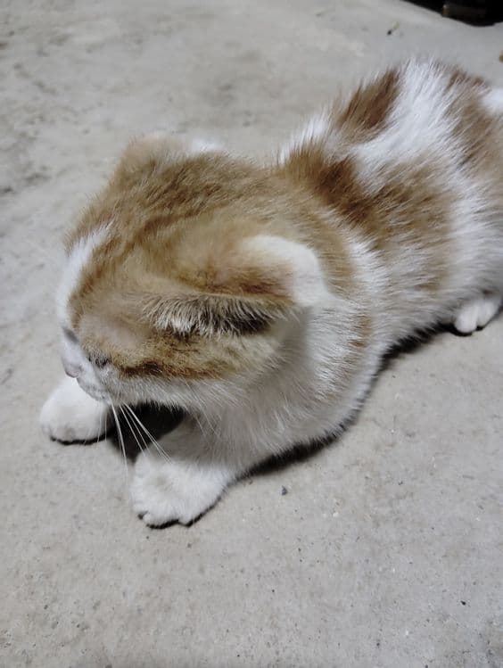 Zotli Scottish fold sotiladi — 2