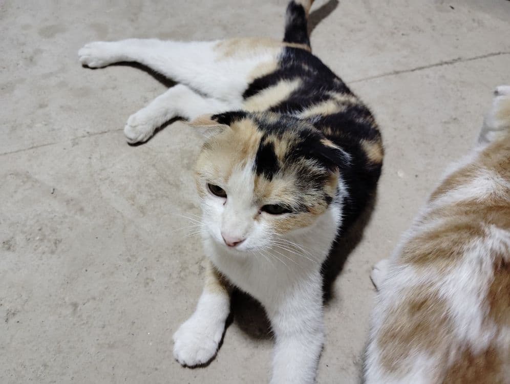 Zotli Scottish fold sotiladi — 3