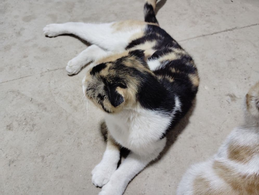 Zotli Scottish fold sotiladi — 4