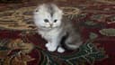 Котенок породы скотиш фолд, мальчик