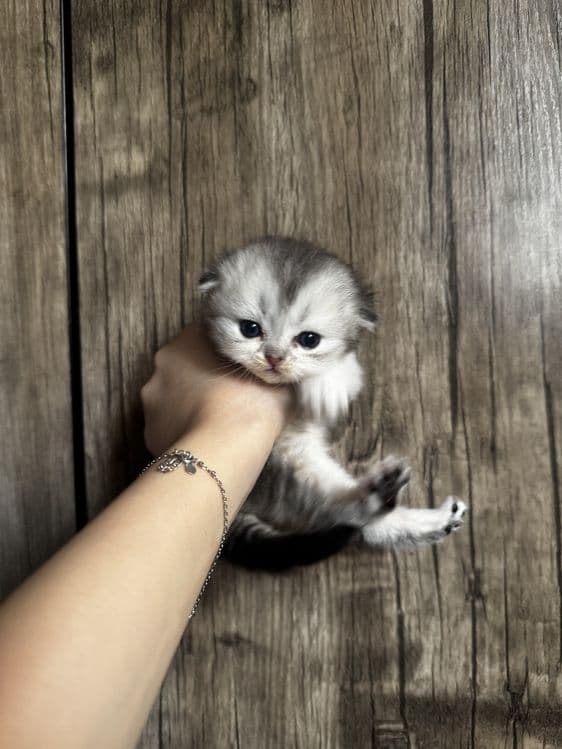 Котенок породы скотиш фолд, мальчик — 2