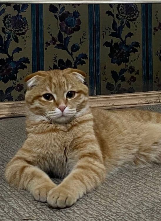 Mushuk zoti:Scottish Fold.9 oyliik — 2