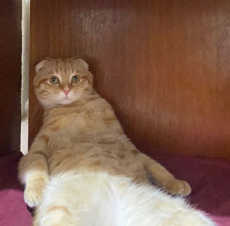 Mushuk zoti:Scottish Fold.9 oyliik — 3