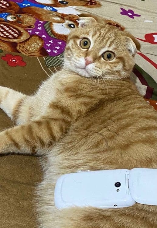 Mushuk zoti:Scottish Fold.9 oyliik — 4