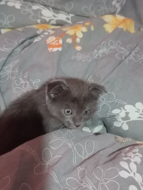 Скотиш фолд приучен к горшку на 5 + кушает всё .очень игривый ,мальчик — 2