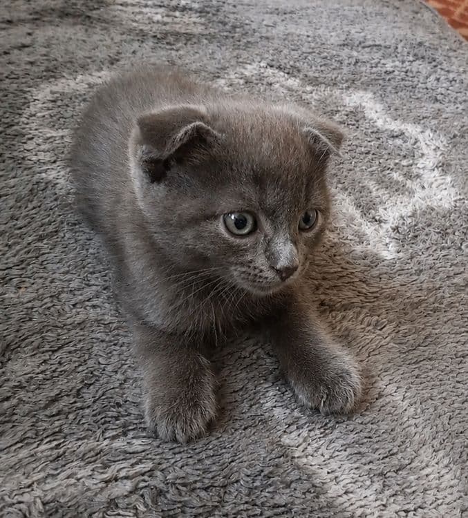 Скотиш фолд приучен к горшку на 5 + кушает всё .очень игривый ,мальчик — 3