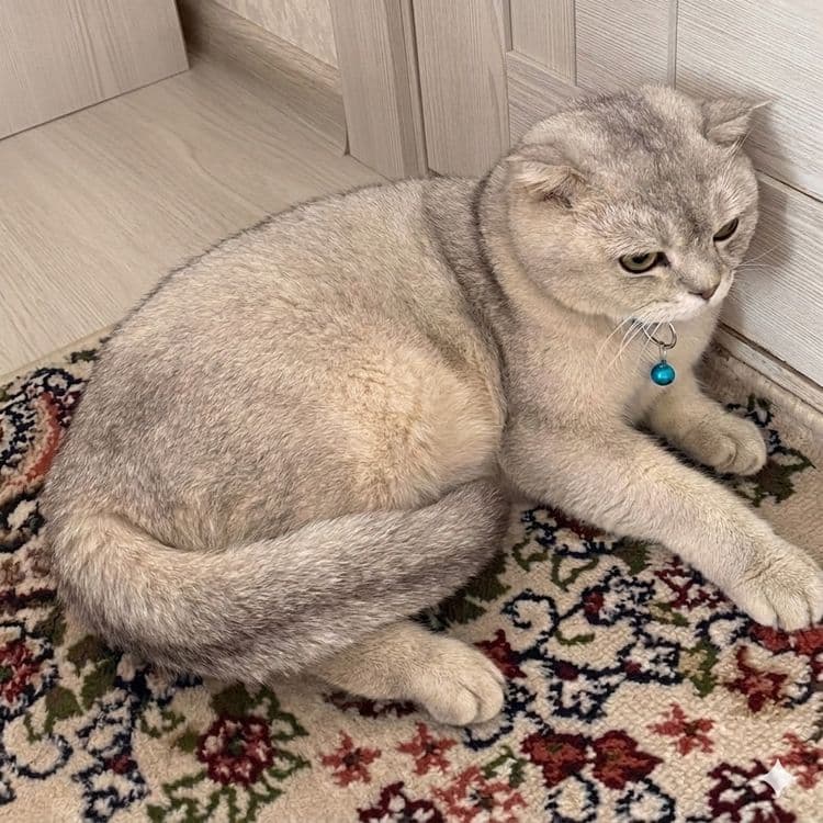 Scotish fold-Silver chinchilla mushuk srochni sotiladi — 2
