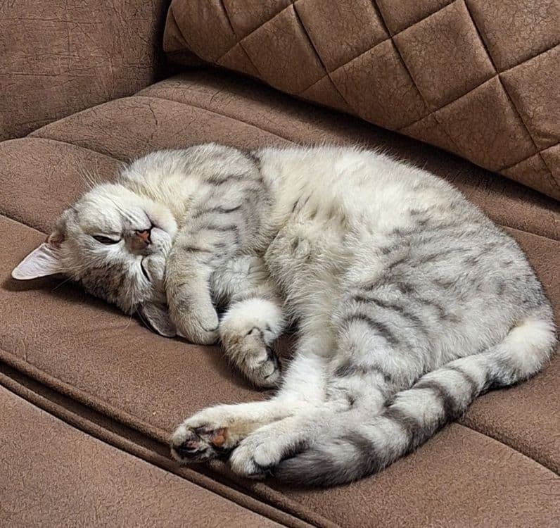 Продаётся Котёнок Британской серебристой Шиншилла. — 3