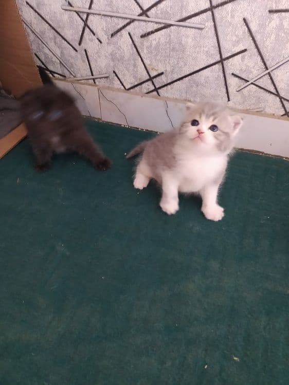 Срочна шотландский вислоухий и британский фолд — 2