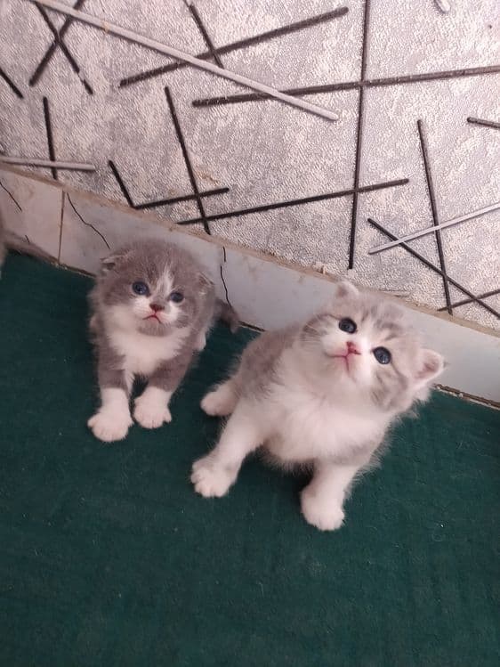 Срочна шотландский вислоухий и британский фолд — 3