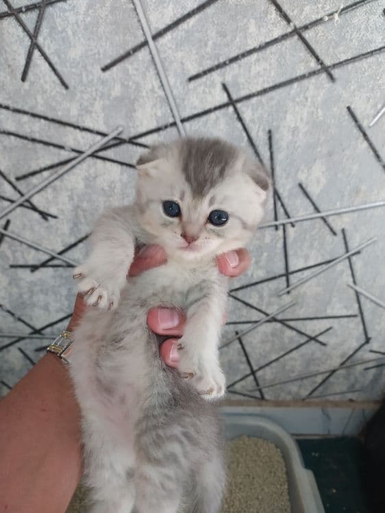 Срочна шотландский вислоухий и британский фолд — 4