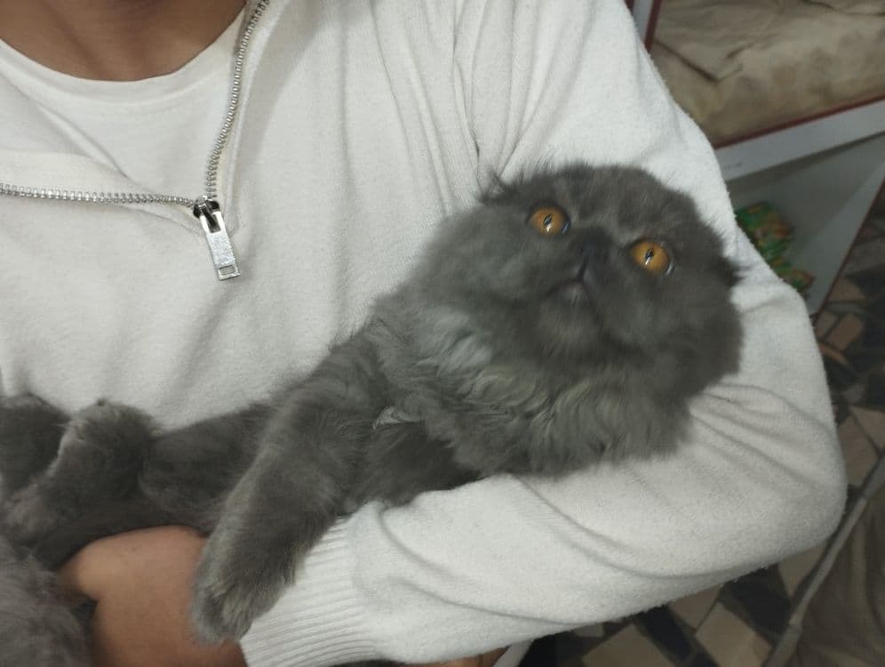скоттиш фолд зотли мушук ками бор — 2