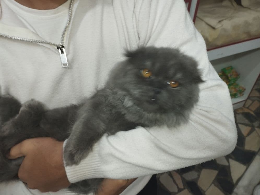 скоттиш фолд зотли мушук ками бор — 3