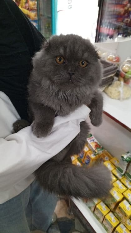 скоттиш фолд зотли мушук ками бор — 4