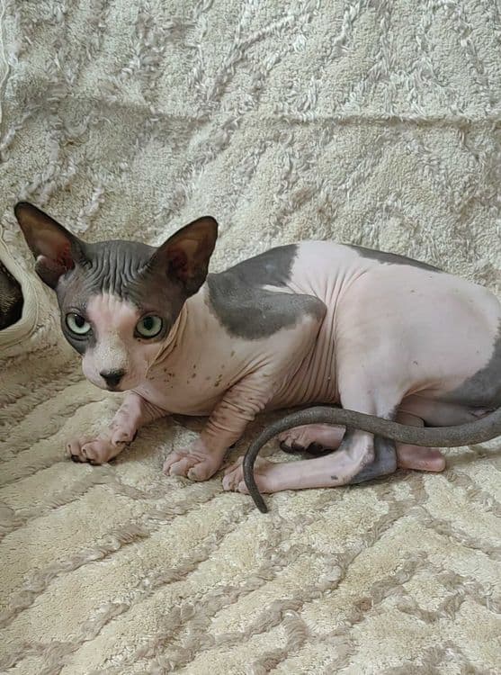 Продается кошка сфинкс — 2