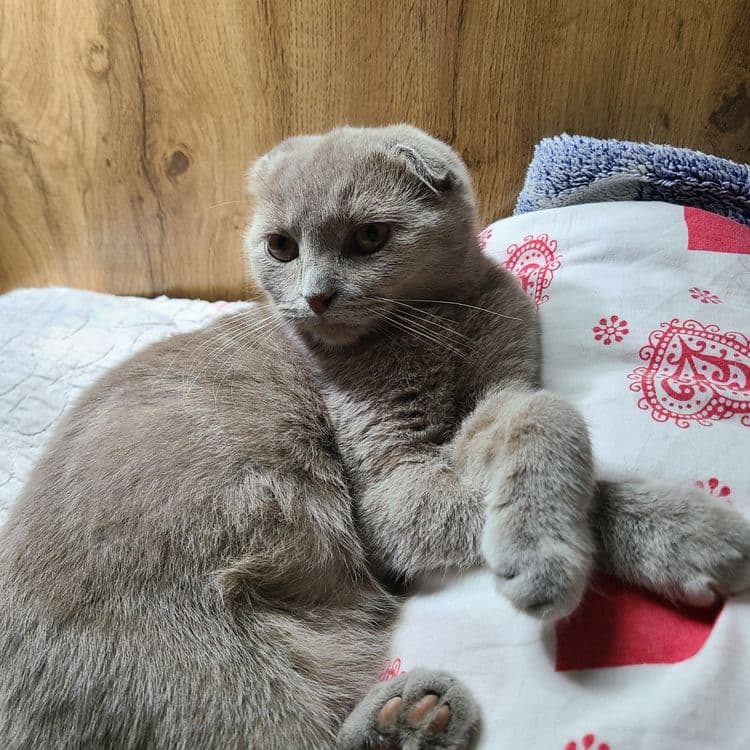 Скотиш фолд редкого лилового окраса — 1