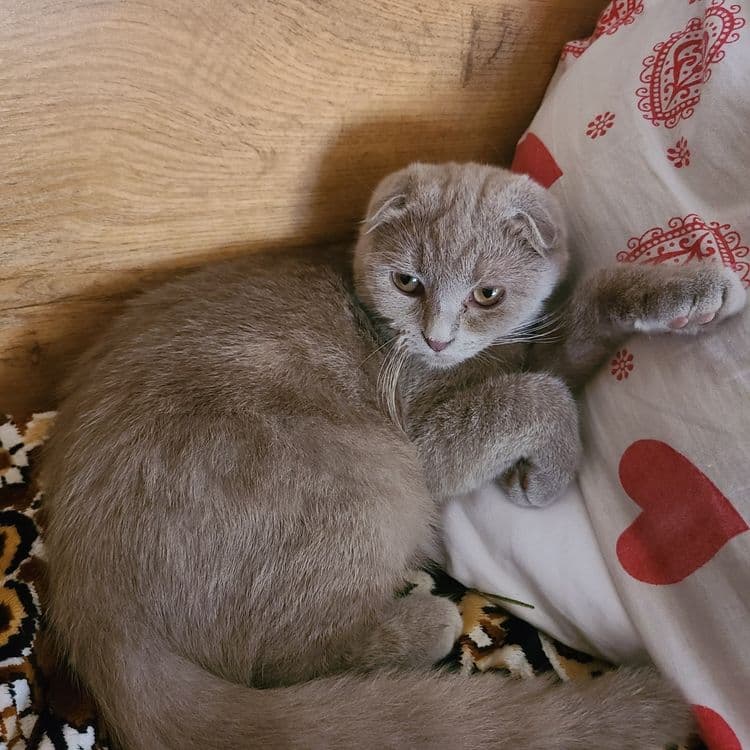 Скотиш фолд редкого лилового окраса — 2