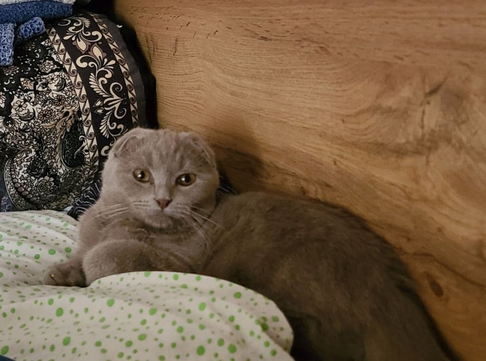 Скотиш фолд редкого лилового окраса — 3