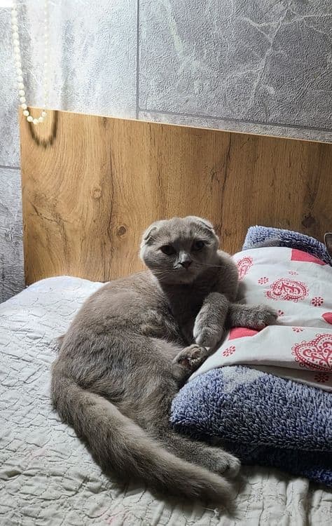 Скотиш фолд редкого лилового окраса — 4